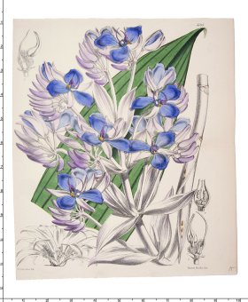 Curtis Botanical 069