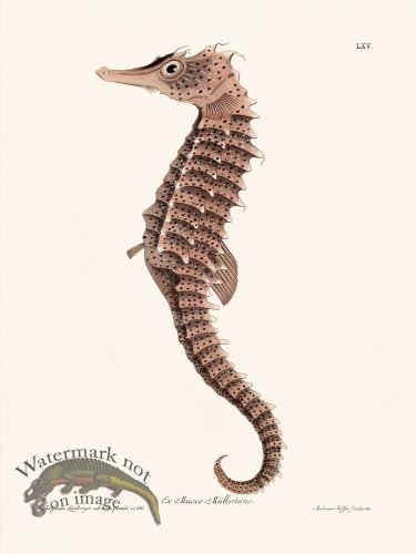 (image for) Knorr Sealife 65