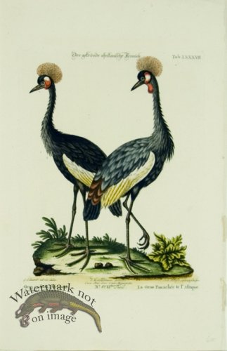 (image for) Seligmann WB 01