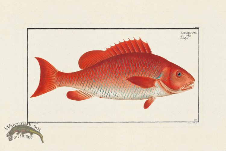 (image for) BLOCH FISH 227