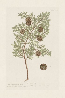 BEE 127 The Male Cyprefs Tree