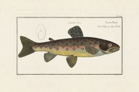 (image for) Bloch Fish 023