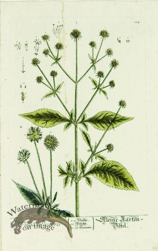 Blackwell German 055