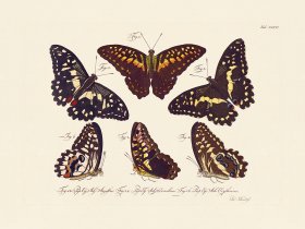 Jablonsky Butterfly 036