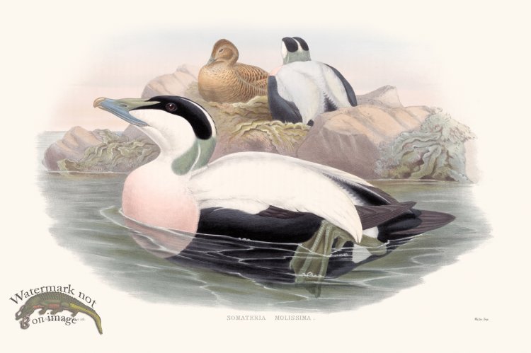 (image for) Gould Waterfowl 10