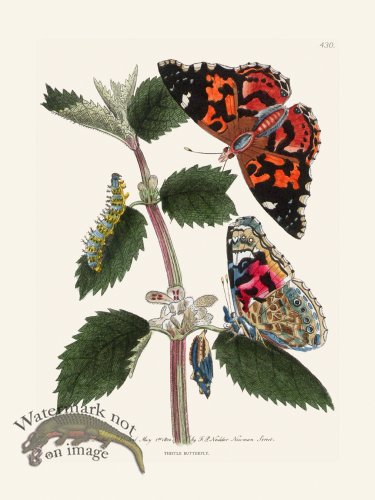 (image for) 430 Thistle Butterfly