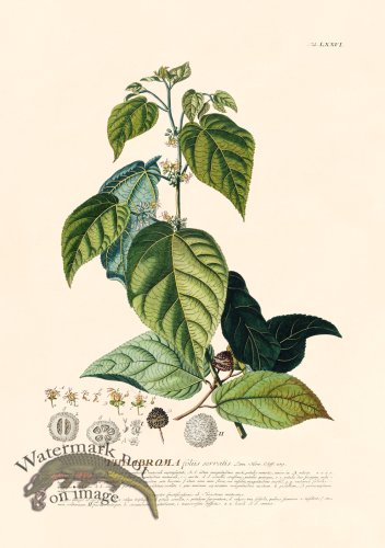 (image for) Trew Botanical 76