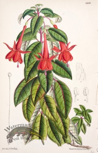 (image for) CBMS_0016