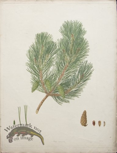 (image for) LG Pine Cone 04