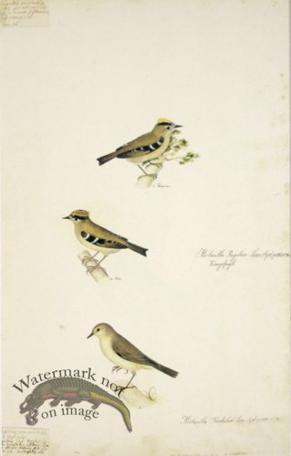 (image for) 56 Swedish Birds . Motacilla - Regulus, Goldcrest, M.F