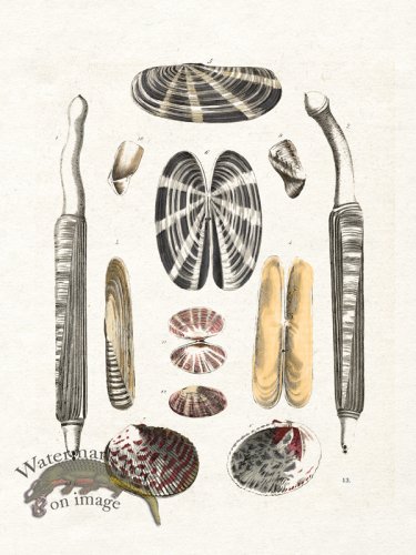 (image for) Shell BOTW 13