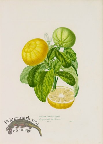 (image for) Poiteau Citrus 04