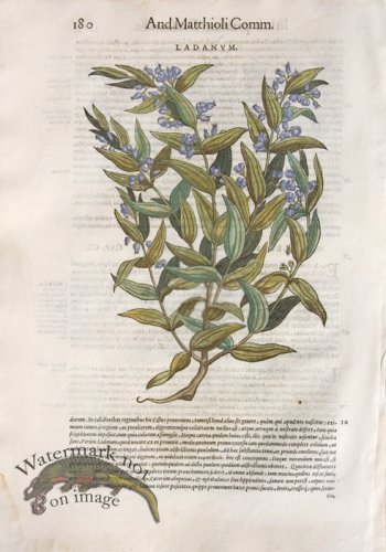 (image for) WB Botanicals 13