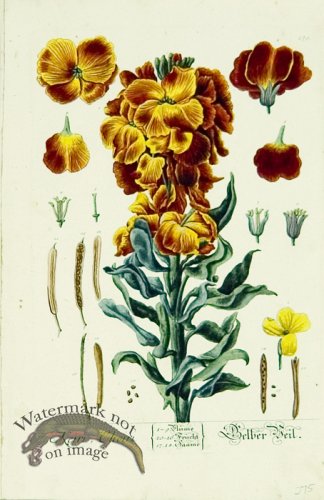 (image for) Blackwell German 107