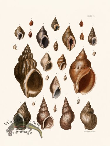 (image for) Cpt Brown Shell 04