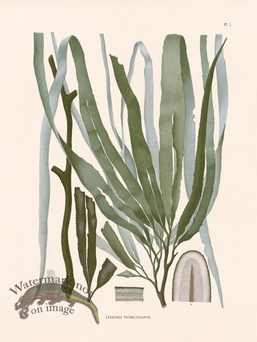 (image for) Oceanie 05