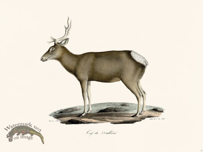 (image for) Cuvier 012 Tibetan Red Deer