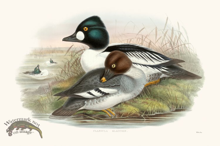 (image for) Gould Waterfowl 04