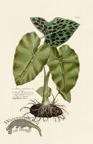 (image for) Weinmann PL 173