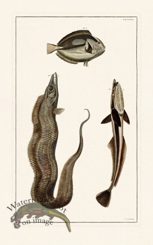 (image for) Seba B2 033