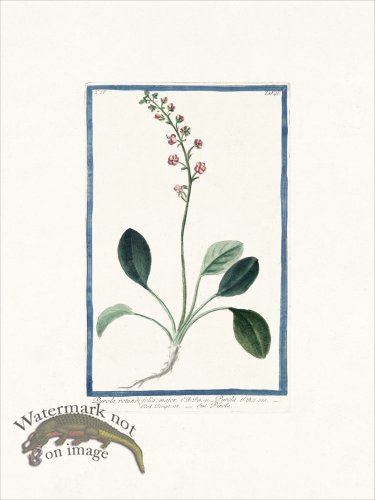 (image for) Bonelli 391 Shin-leaf