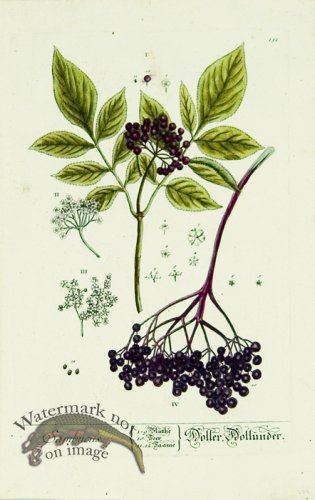 (image for) Blackwell German 081