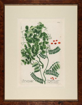 Weinmann Burl with Gold DM 01