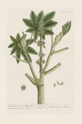 BEE 148 The greater Spurge