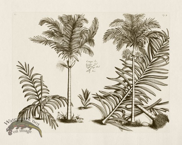 (image for) HORTUS VOL 01 05