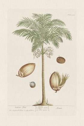 BEE 387 The Indian Nut