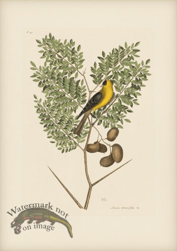 (image for) 043 American Goldfinch