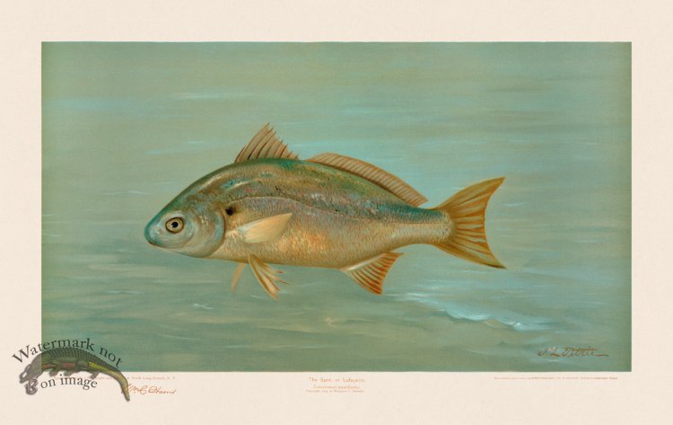 (image for) Spot, or Lafayette