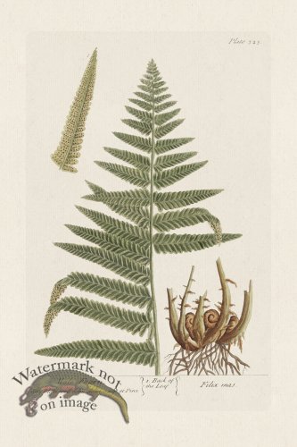 (image for) BEE 323 Male Fearn