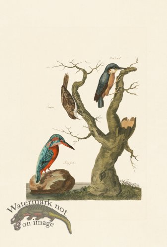 (image for) Pennant Zoology 070