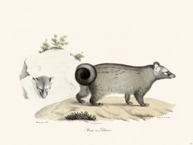 Cuvier 191 Marten Palm Trees