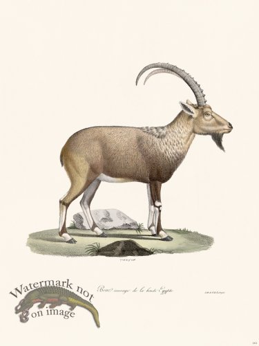 (image for) Cuvier 143 Wild Goat of Egypt