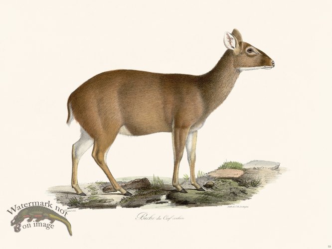 (image for) Cuvier 053 Hyelaphus Deer