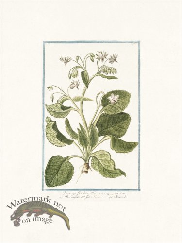 (image for) Bonelli 121 Borrache