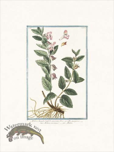 (image for) Bonelli 262 Melise