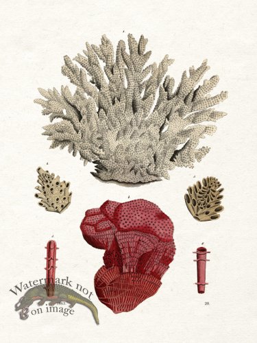 (image for) Shell BOTW 20