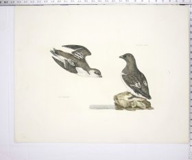 Little Auk, Summer & Winter Plumage