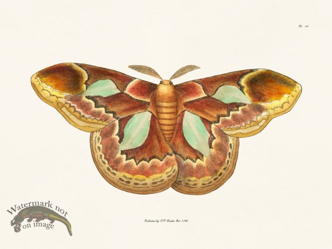 (image for) Nodder BF 14