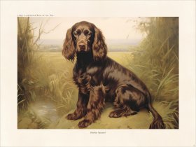 CFA Boykin Spaniel 02