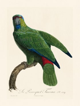 Barraband Parrot 129