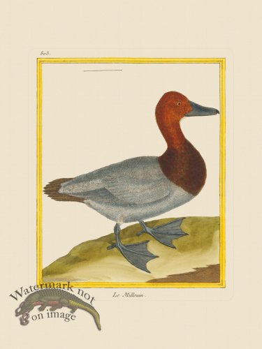(image for) Martinet Bird 803
