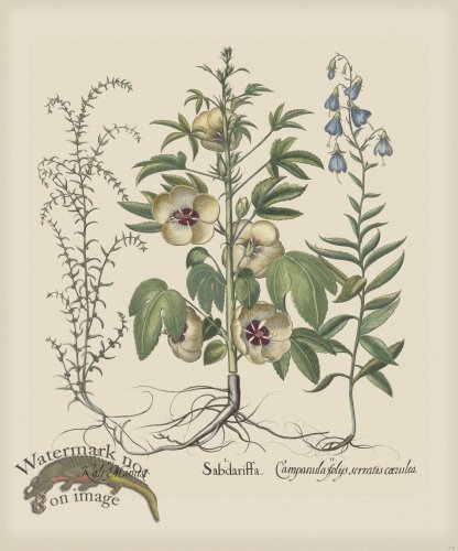 (image for) Besler 216 Colored B2