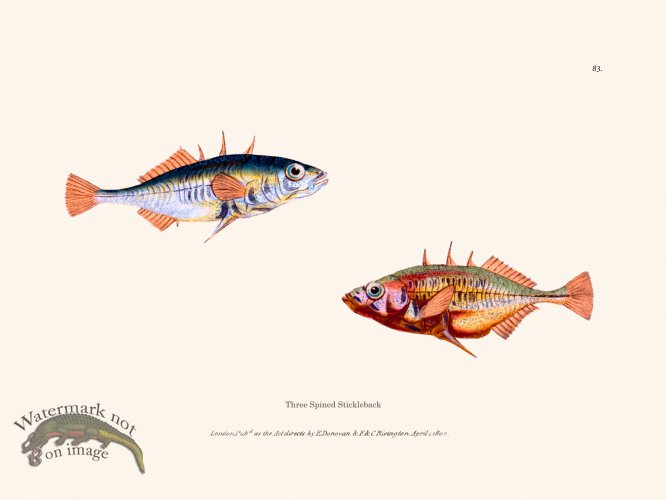 (image for) 083 Three Spined Stickleback