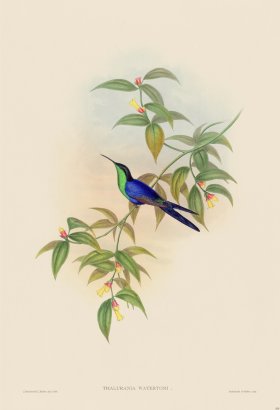 Gould Hummingbird 100