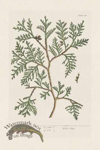 (image for) BEE 210 The Tree of Life