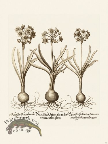 (image for) Besler 061 B1